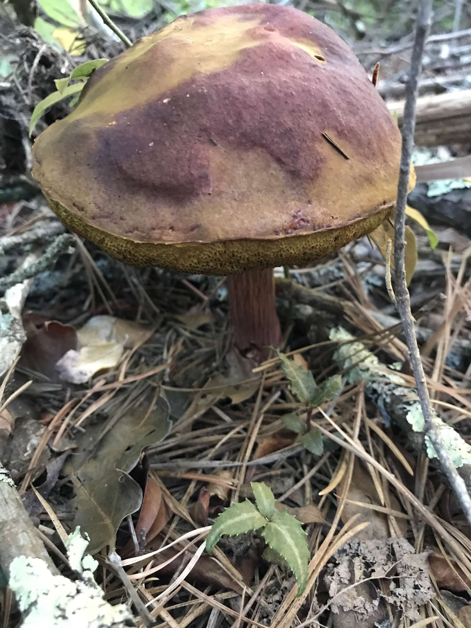 Image of Aureoboletus projectellus (Murrill) Halling 2015