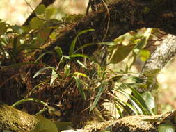 Image of Encyclia microbulbon (Hook.) Schltr.