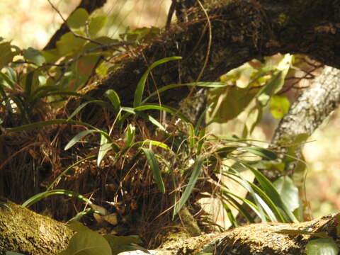 Слика од Encyclia microbulbon (Hook.) Schltr.