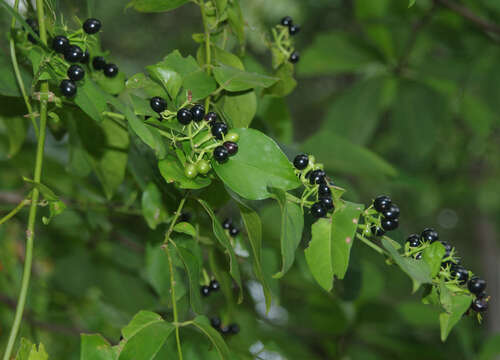 Image of Jasmine, Native