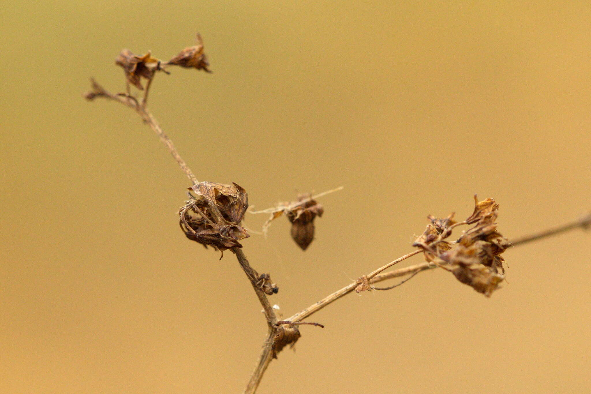 Image of Alchemilla sarmatica Juz.