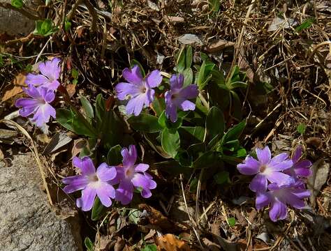 Image of Primula wulfeniana Schott