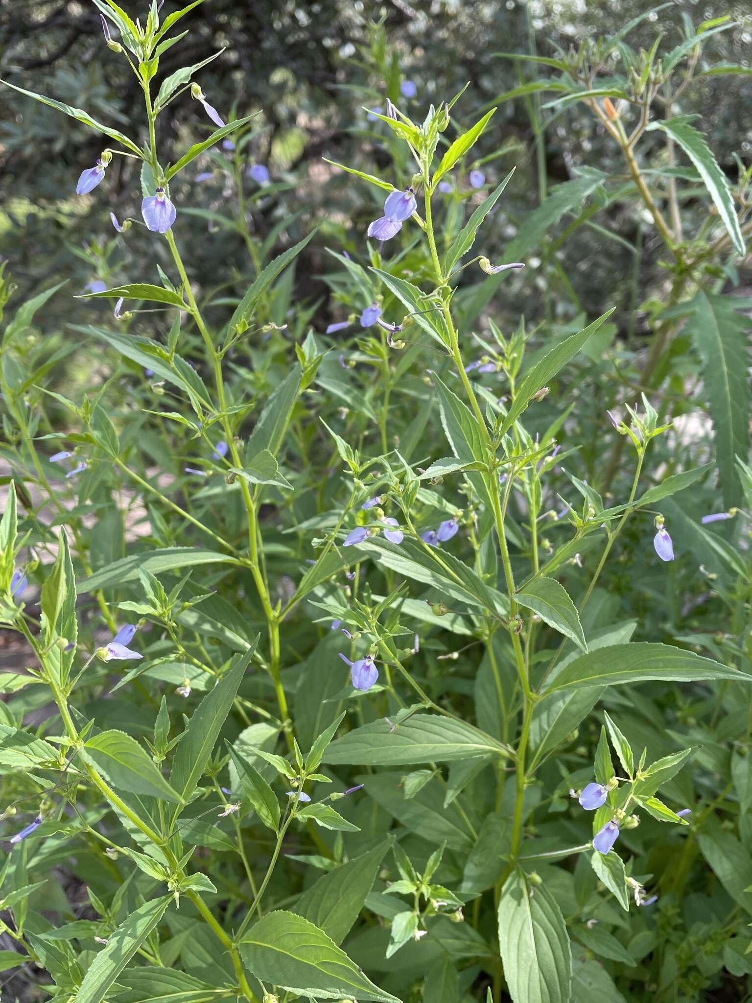 Image of western greenviolet