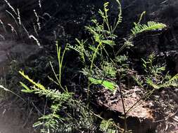 Sivun Acacia deanei (R. T. Baker) M. B. Welch, Coombs & McGlynn kuva