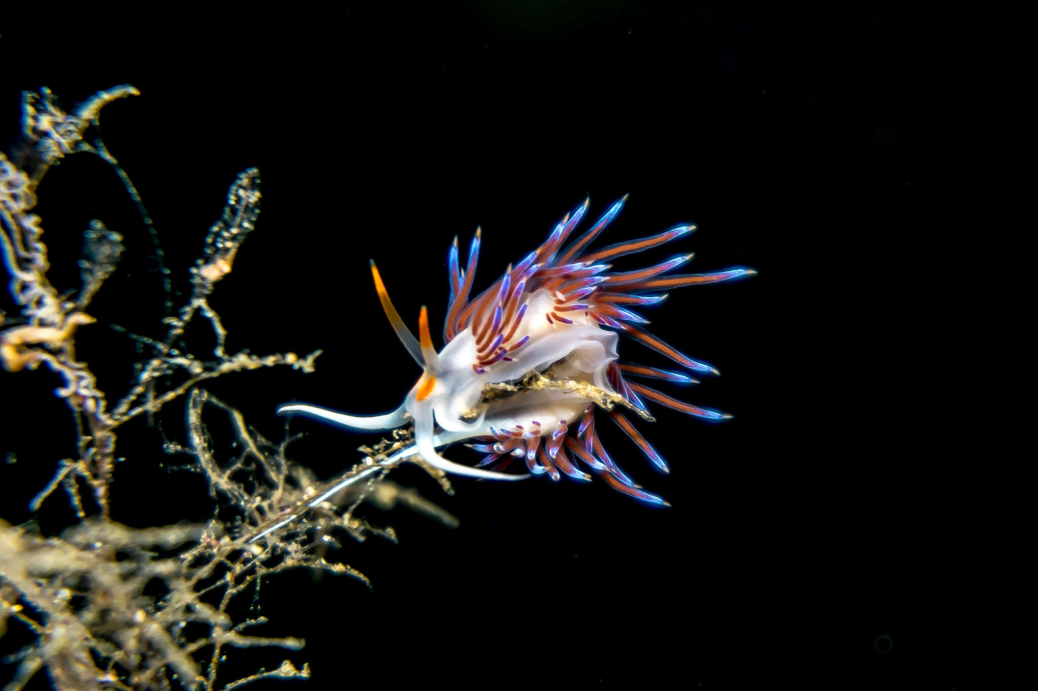 Image of Cratena Slug