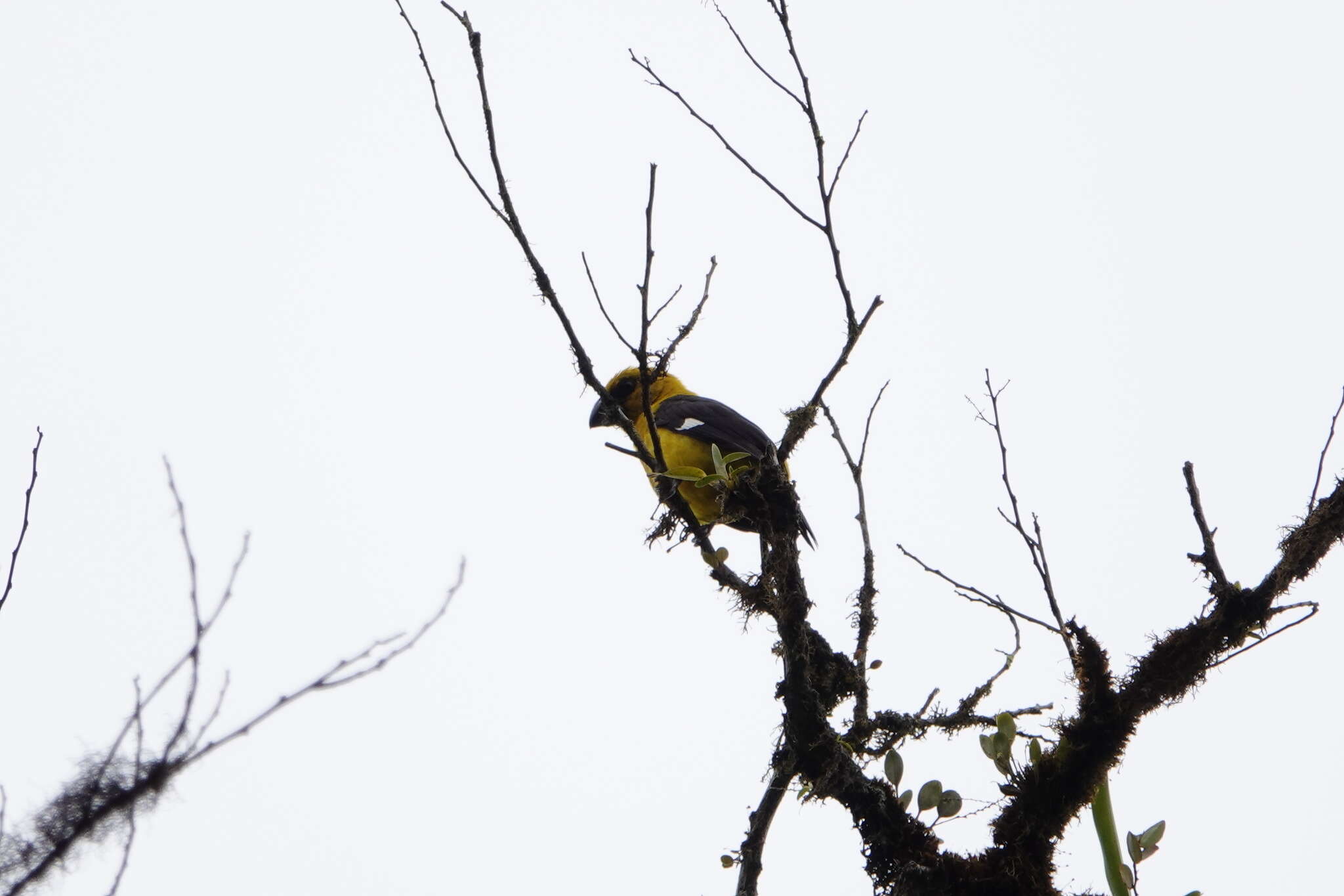 Image of Black-thighed Grosbeak