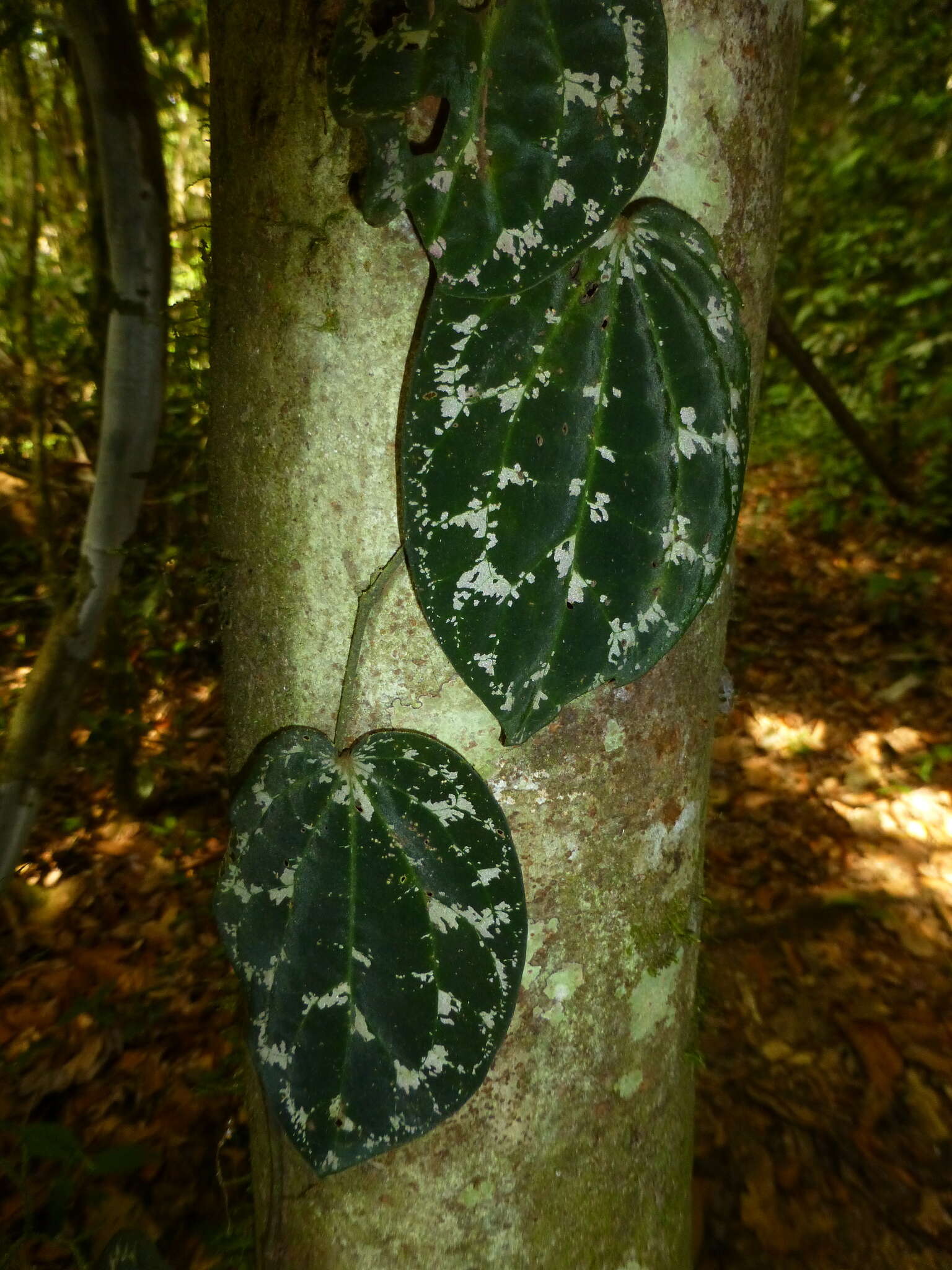 Image of Piper porphyrophyllum N. E. Br.