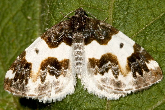 Image of Western White-Ribboned Carpet