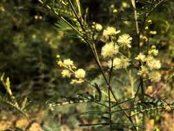 Image of Acacia loroloba Tindale