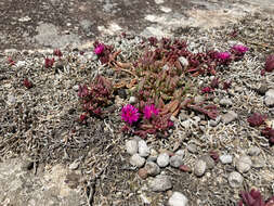 Image of Delosperma repens L. Bol.