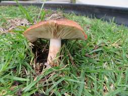 Image of Tricholoma fracticum (Britzelm.) Kreisel 1984