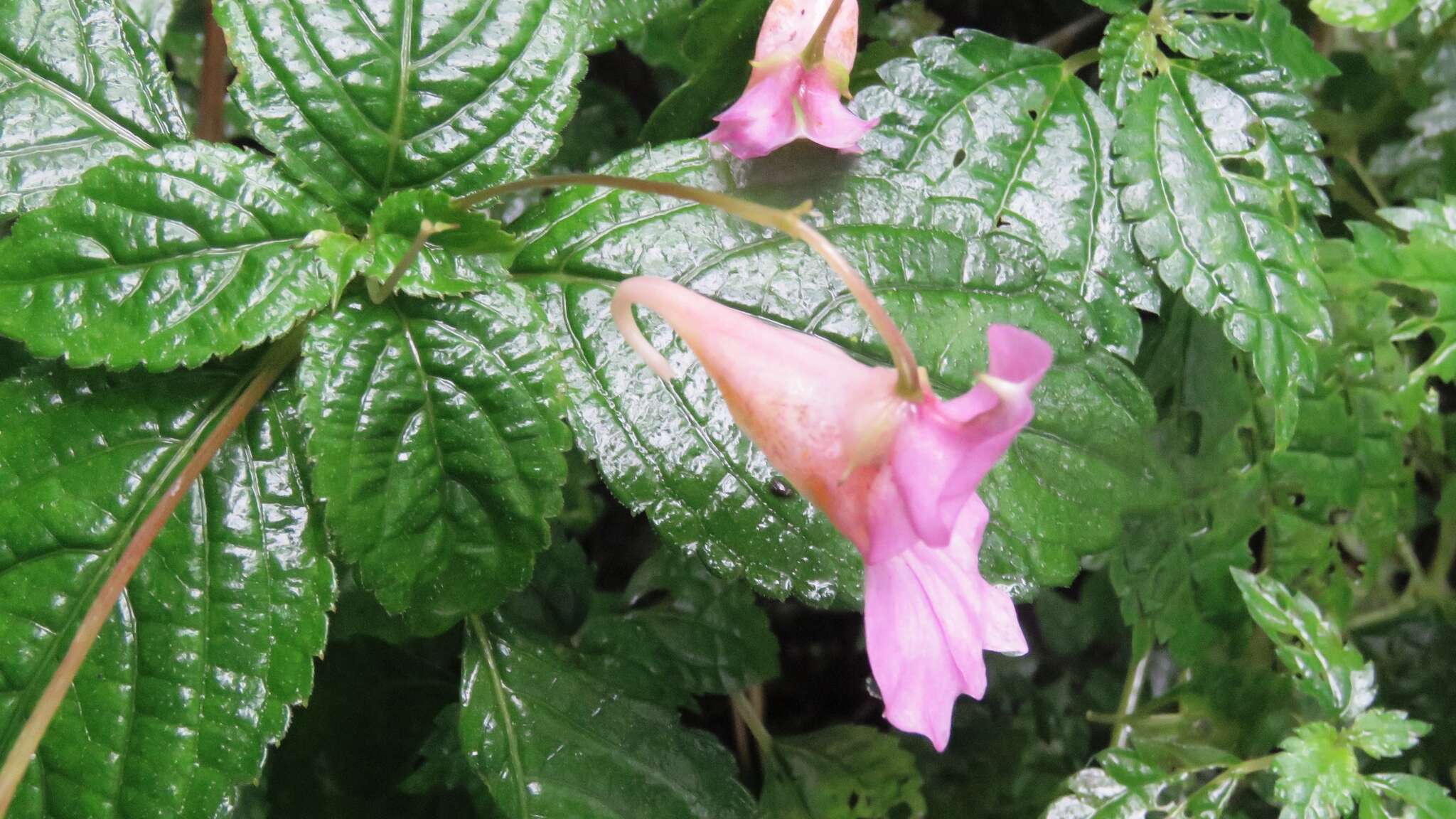 Impatiens uniflora Hayata resmi