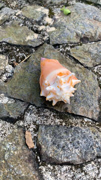 Image of West Indian fighting conch