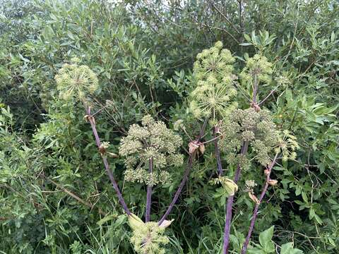 Image of Giant Angelica