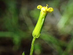 Image of Senecio lividus L.