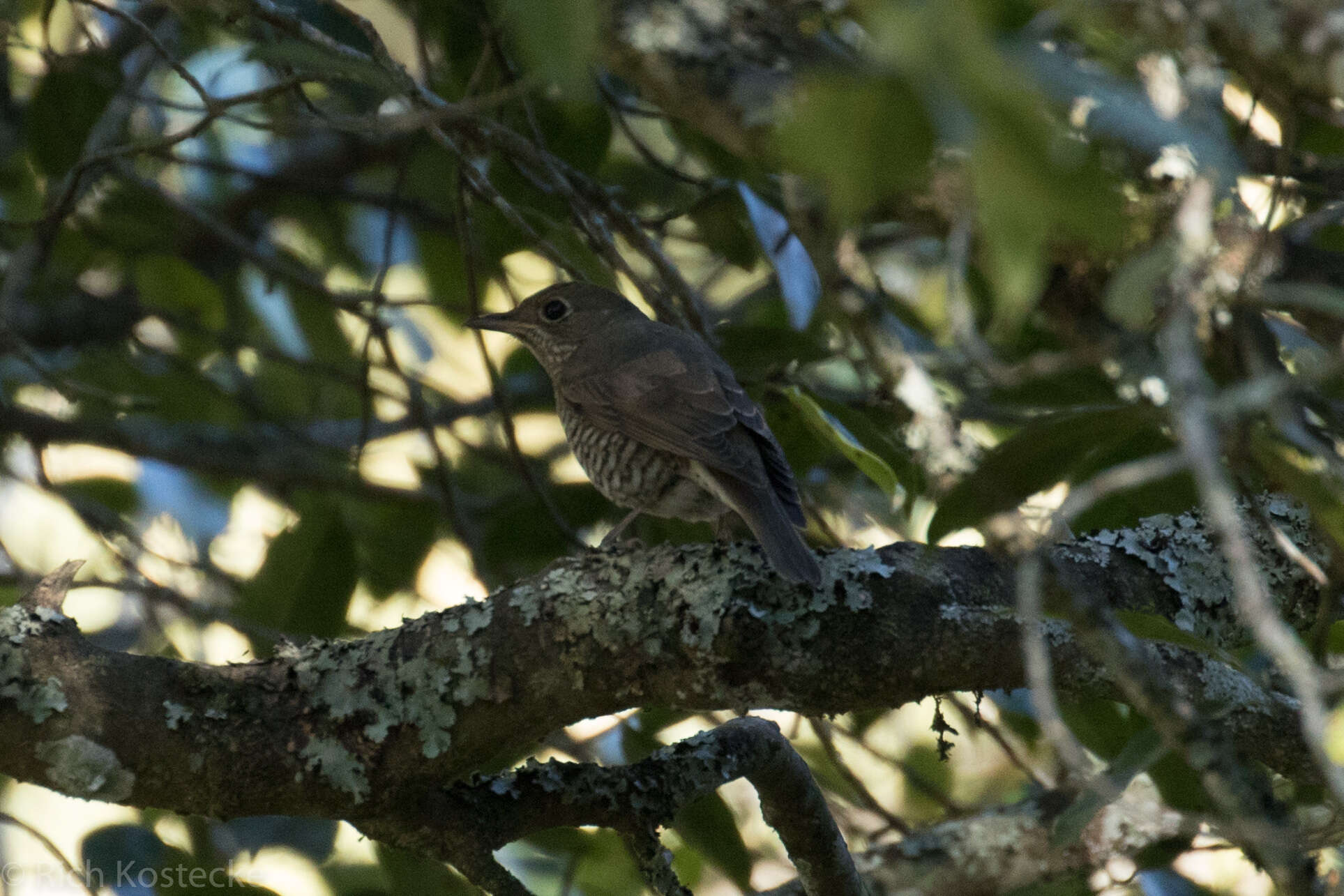 Image of Nilgiri Thrush