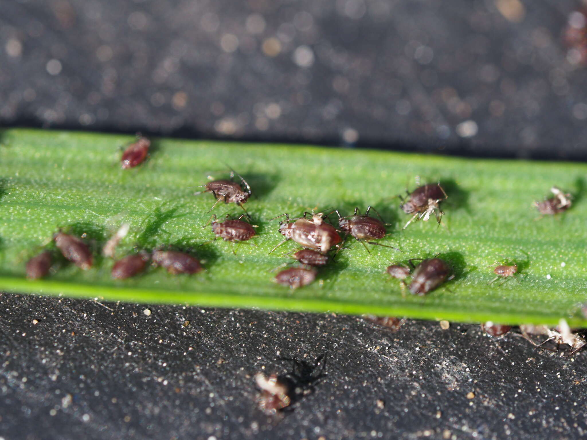 Image of Aphid