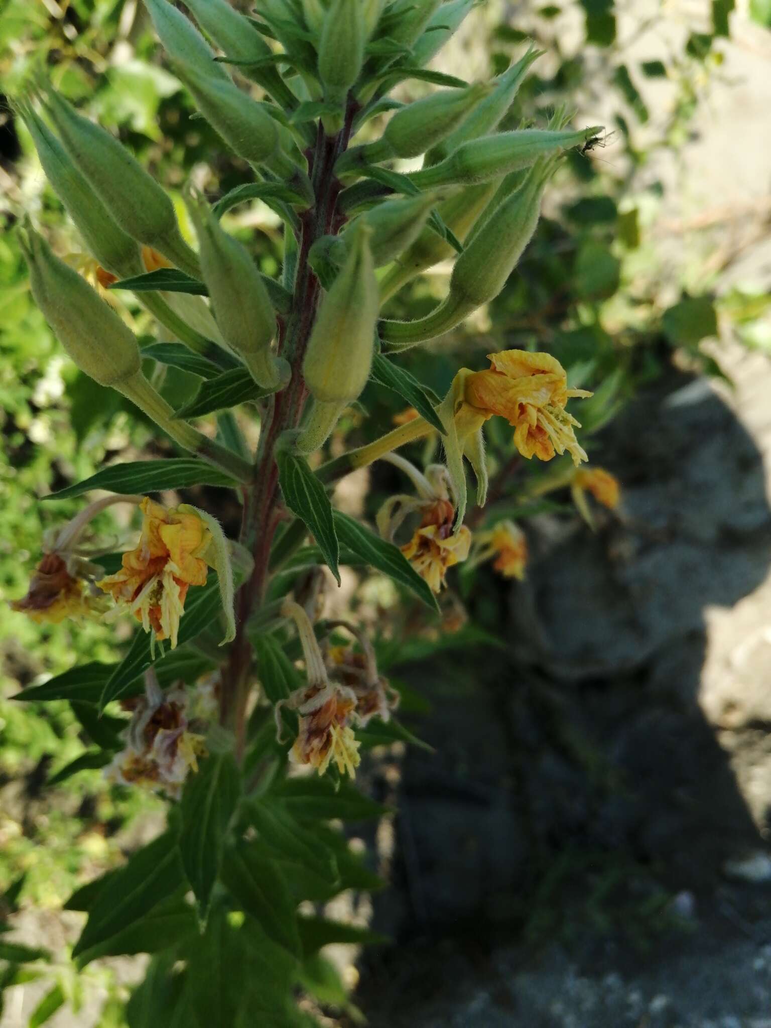 Imagem de Oenothera villosa Thunb.