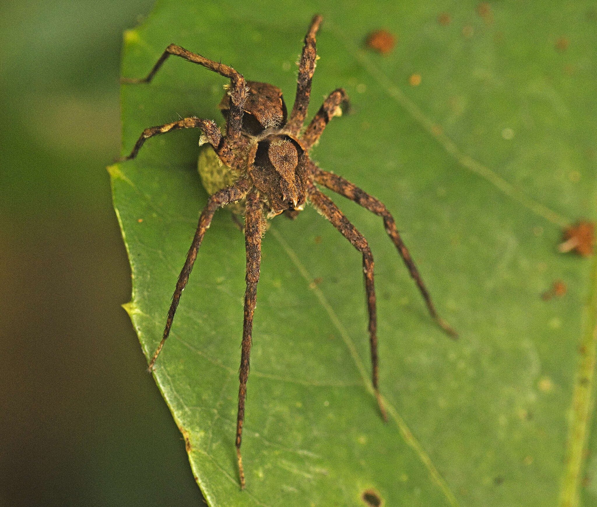 Plancia ëd Ornodolomedes benrevelli Raven & Hebron 2018