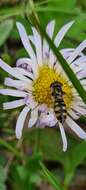 Image of Brachyscome decipiens Hook. fil.