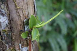 Image of cypress peperomia