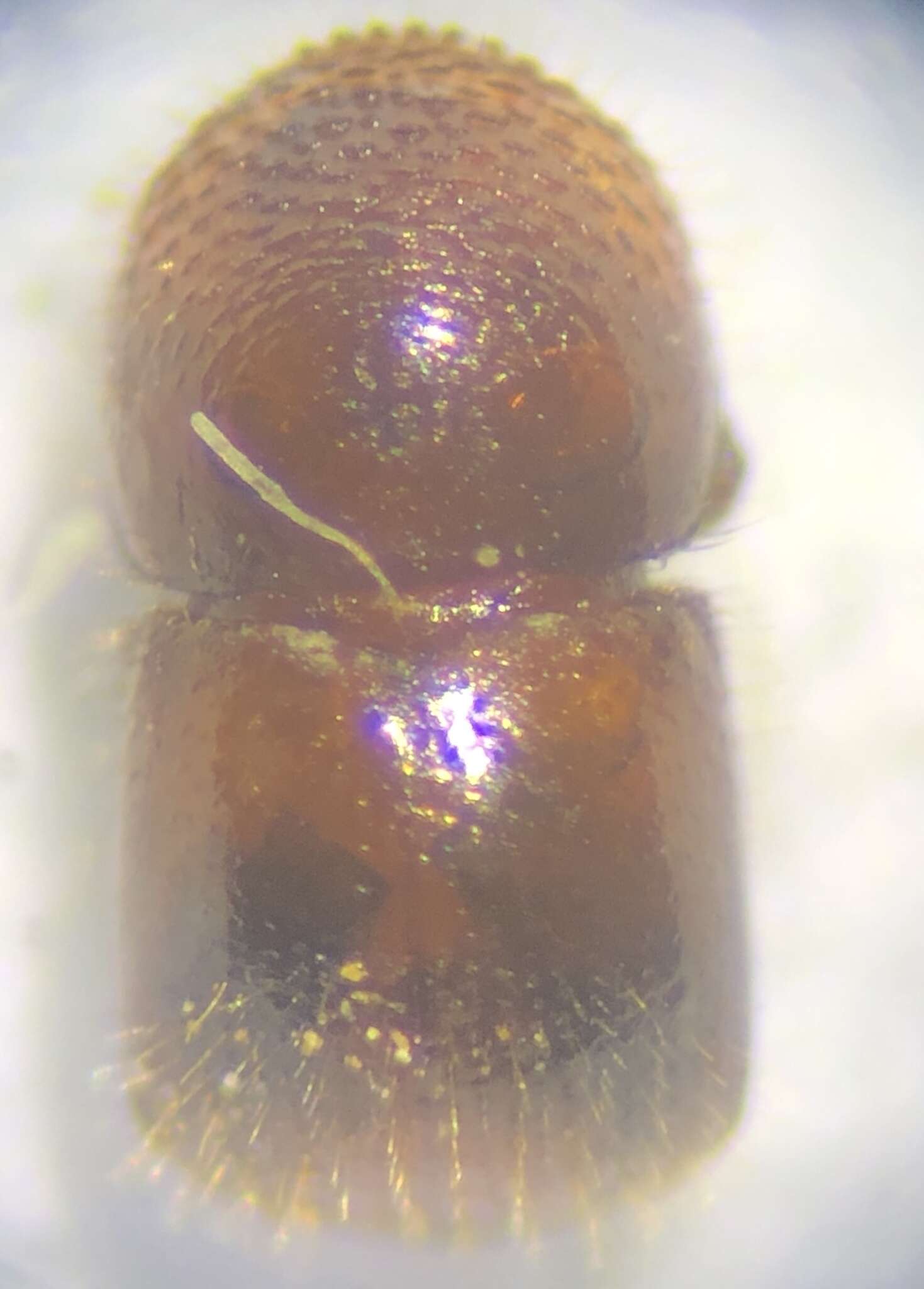 Image of Brown twig beetle