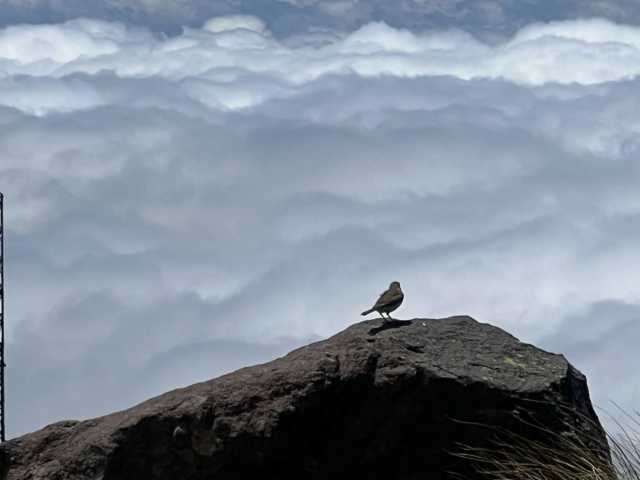 Image of Australasian Pipit