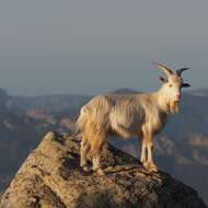 Image of domestic goat