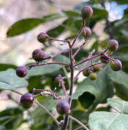 Zanthoxylum arborescens Rose的圖片