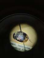 Image of Dung beetle