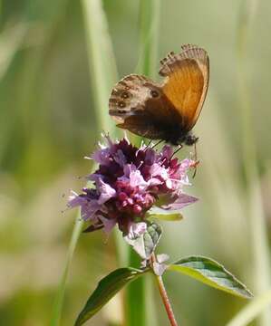 Coenonympha arcania Linnaeus 1761的圖片