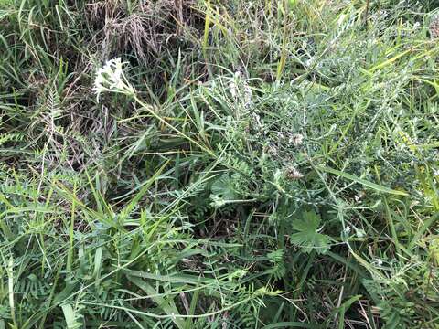 Image of Pelargonium alchemilloides (L.) L'Her. ex Soland.