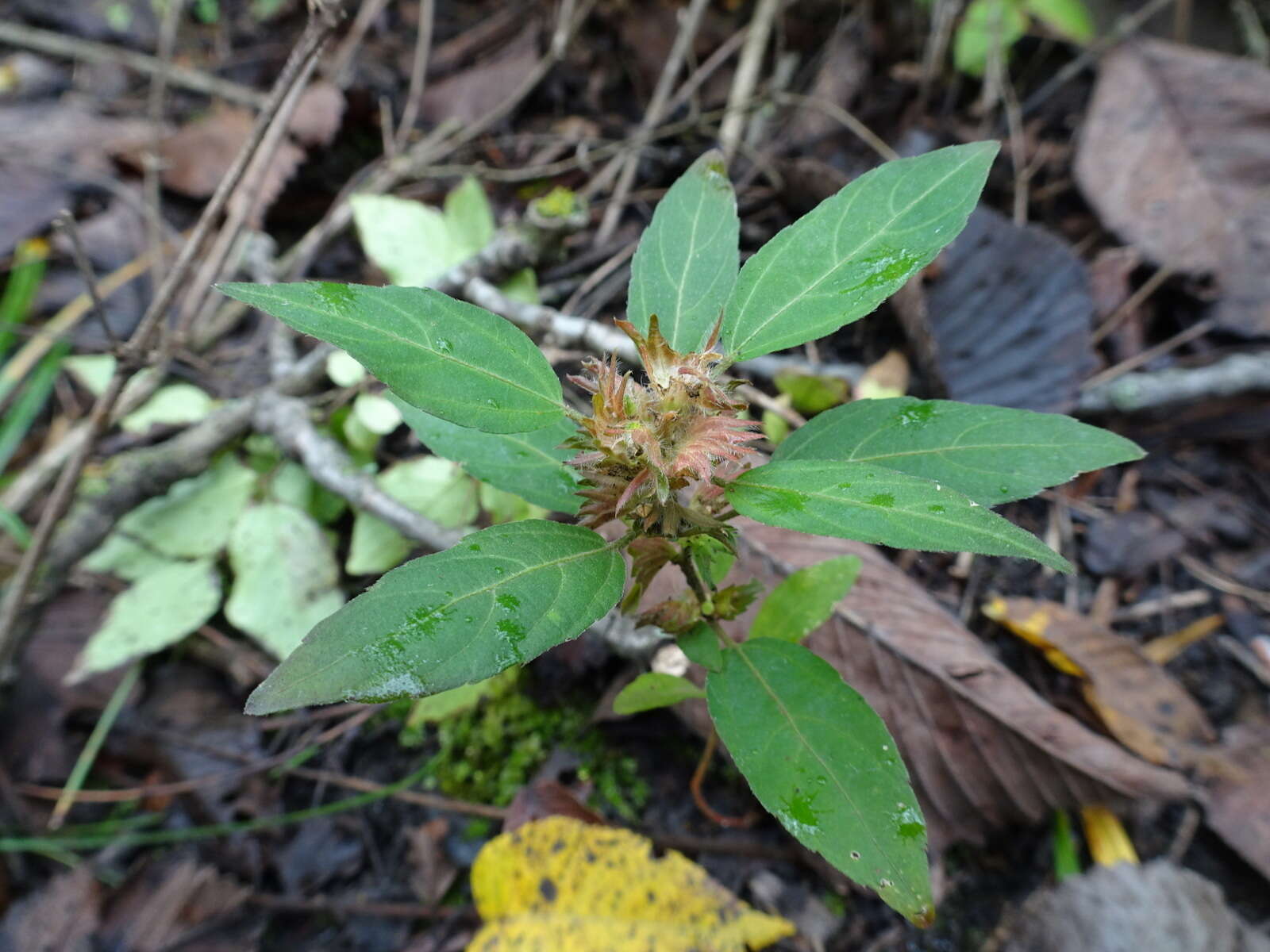 Imagem de Acalypha virginica L.