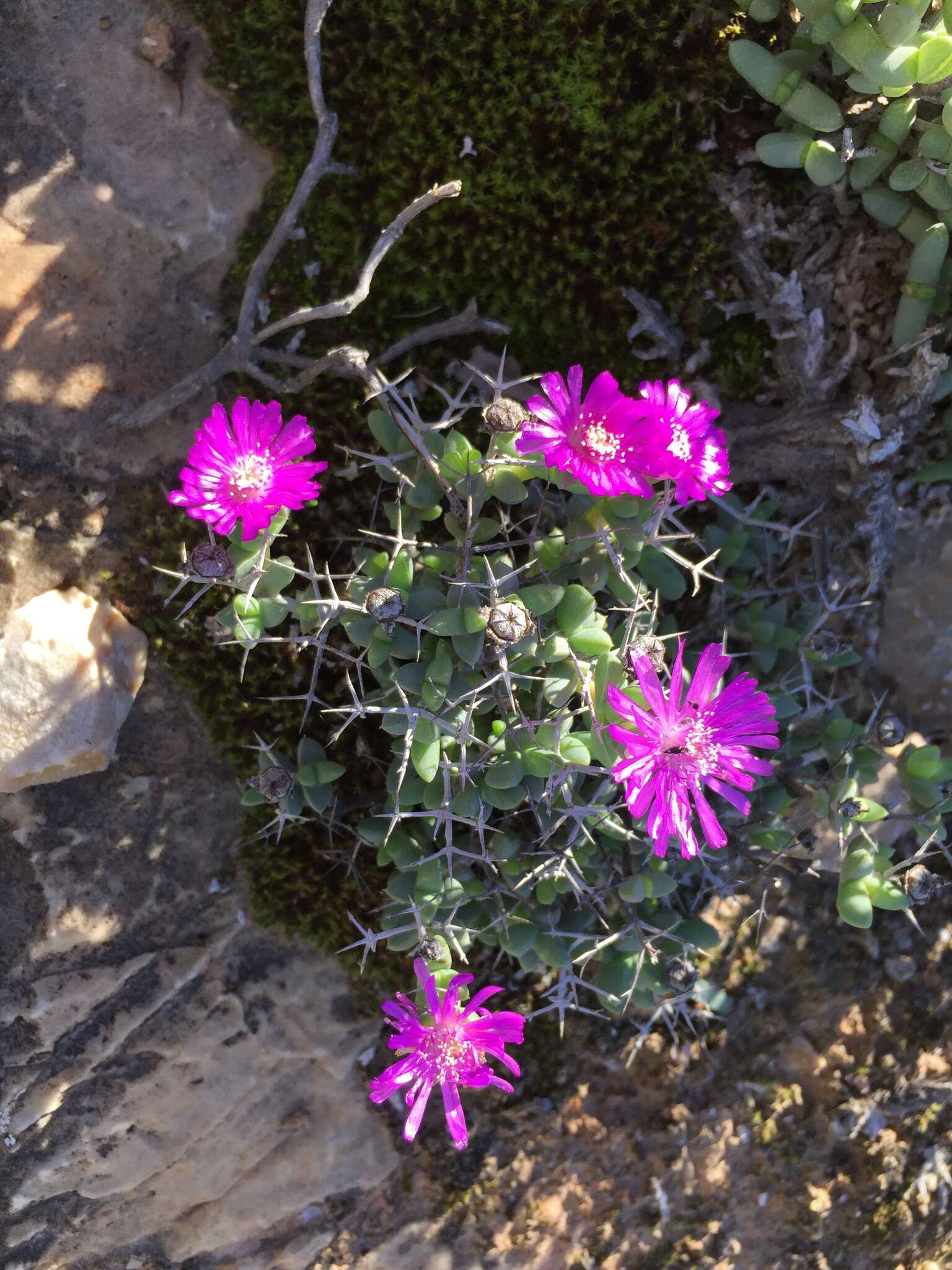 Imagem de Schlechteranthus stylosus (L. Bol.) R. F. Powell