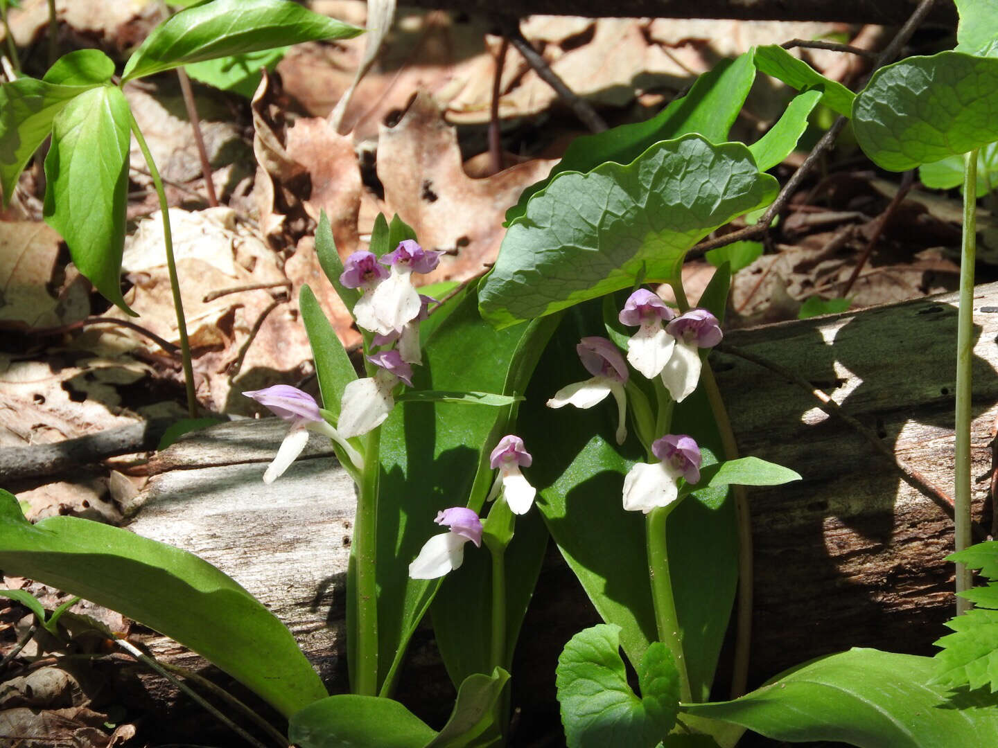 Plancia ëd Galearis spectabilis (L.) Raf.