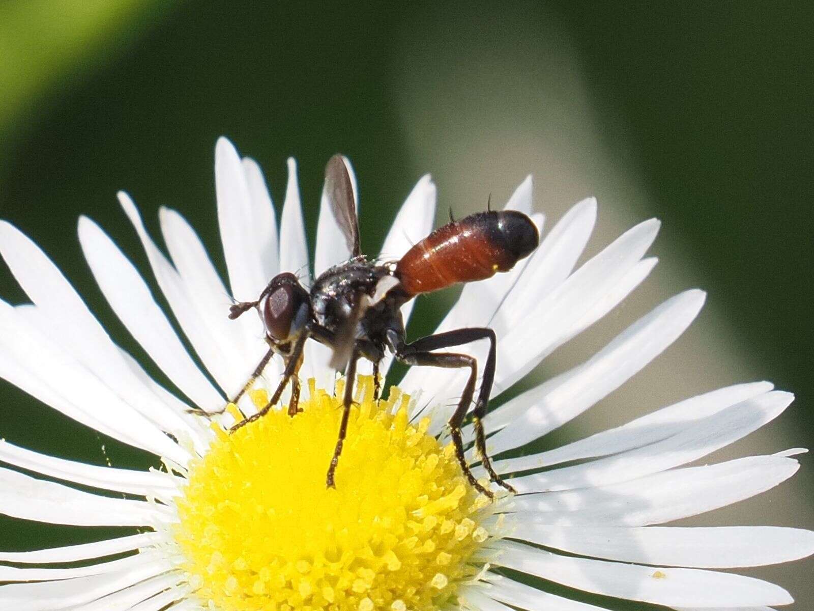 Image of Cylindromyia pusilla (Meigen 1824)