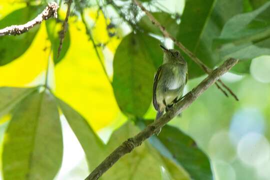 Image of Snethlage's Tody-Tyrant