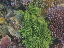 Imagem de Acropora longicyathus (Milne Edwards 1860)