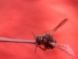 Euodynerus auranus (Cameron 1906)的圖片