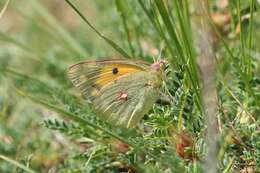 Image of Colias aurorina Herrich-Schäffer (1850)