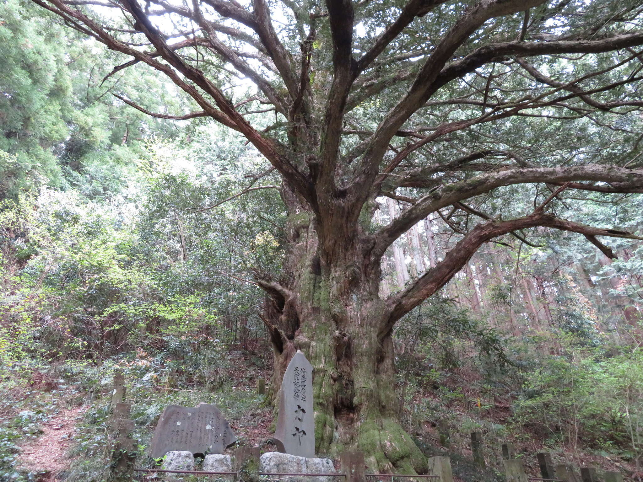 Image of Japanese Nutmeg Tree