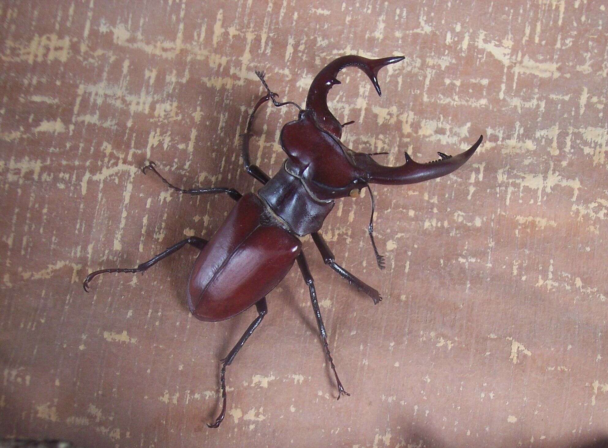 Imagem de Lucanus elaphus Fabricius 1775