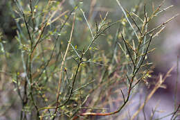 Image de Glossopetalon spinescens var. aridum M. E. Jones