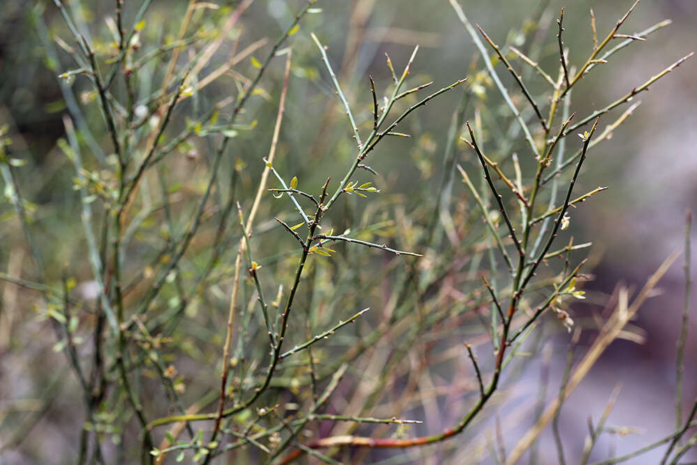 Image de Glossopetalon spinescens var. aridum M. E. Jones