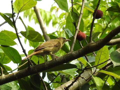 Image of Little Greenbul