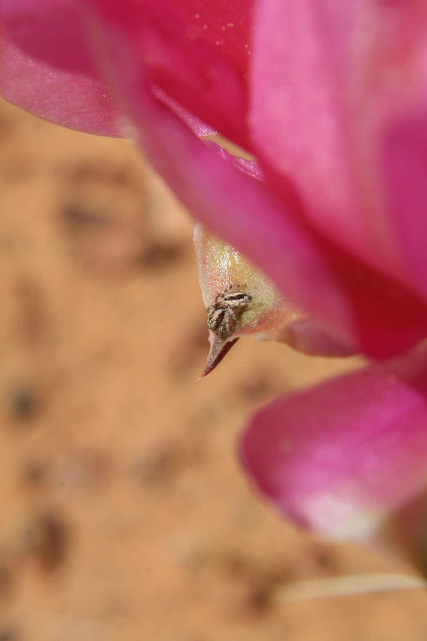 Image of Habronattus conjunctus (Banks 1898)