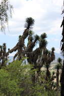 Image of Palma China yucca