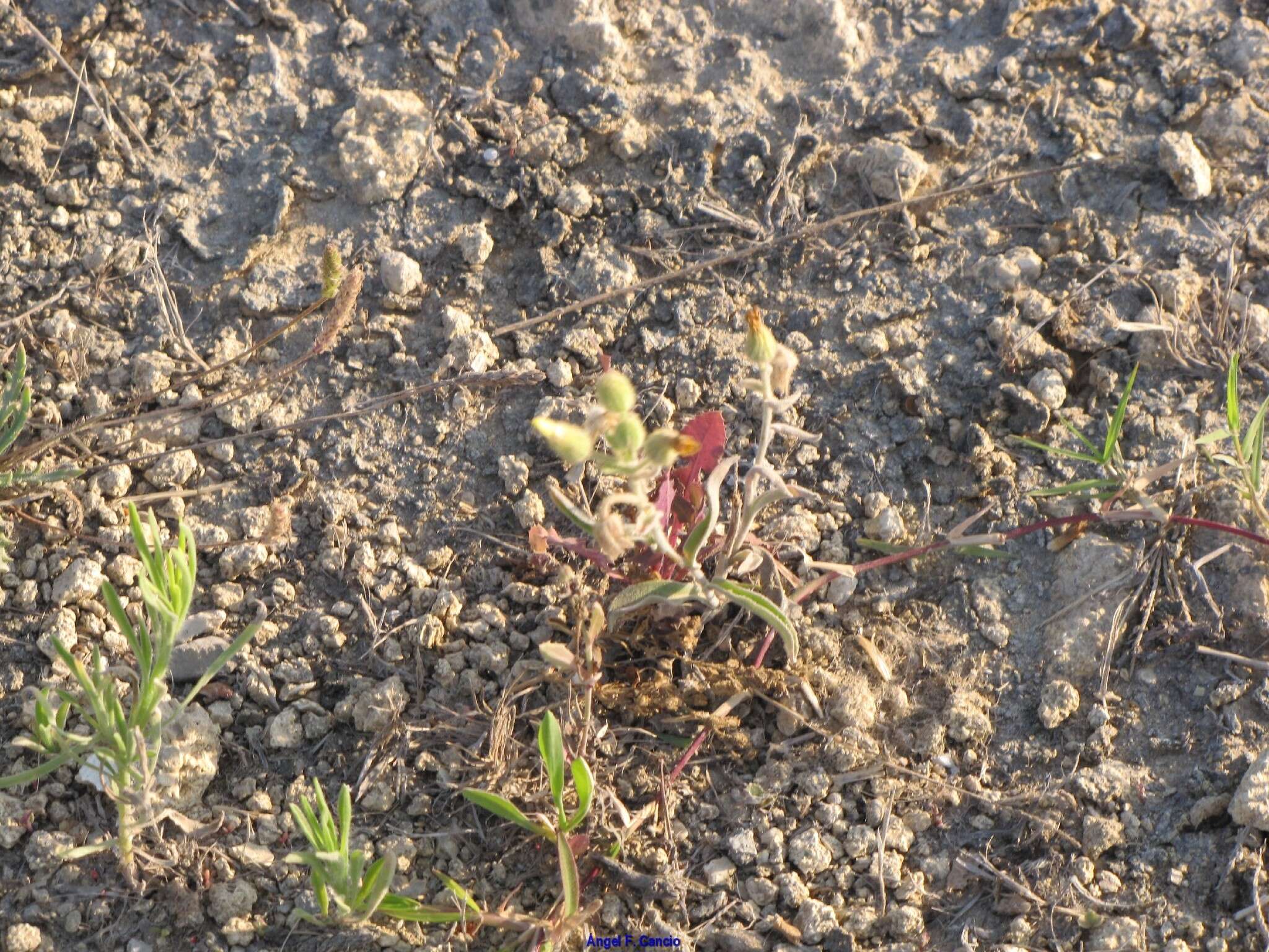 Image of Anacyclus radiatus Loisel.