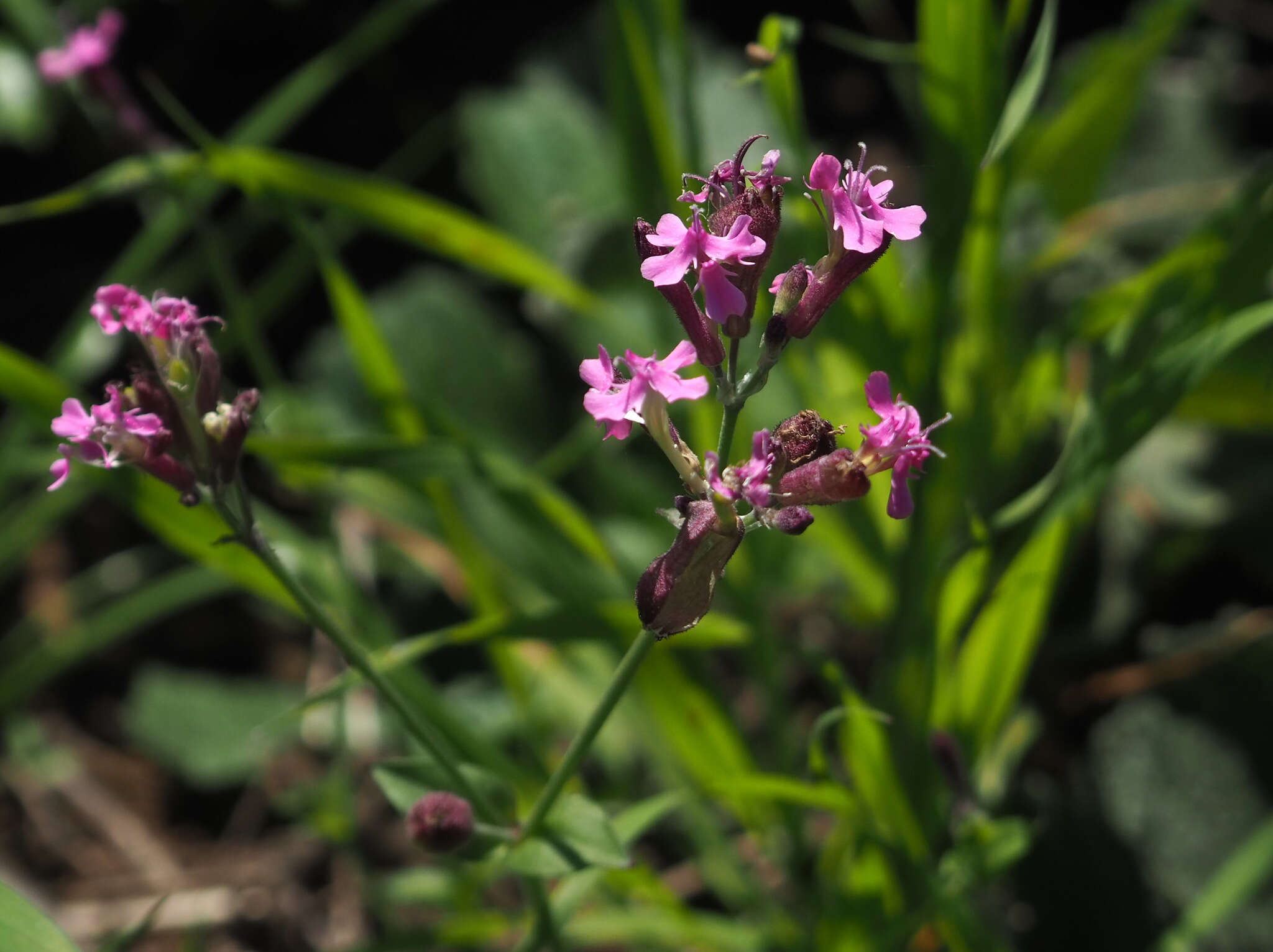 Silene aegyptiaca (L.) L. fil.的圖片