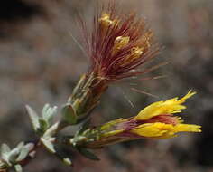 Image of Pteronia erythrochaeta DC.